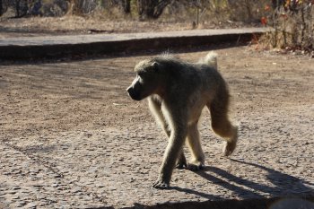 Baviaan bij de falls