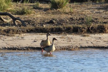 Nijlganzen, ook hier
