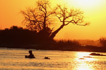 Nijlpaarden bij zonsondergang