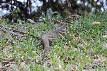 Monitor lizard at Kanyemba lodge (http://www.kanyemba.com/)