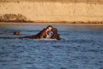 Nijlpaardgevecht bij Kanyemba eiland
