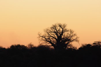 Baobab boom op Kanyemba eiland