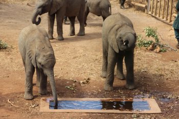 Olifantjes bij de Elephant orphanage (https://www.gamerangersinternational.org/elephant-orphanage-project)