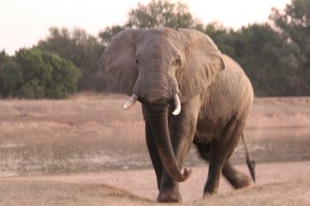 Mannetjes Olifant is boos op ons in South Luangwa