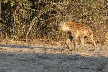 Hyena in South Luangwa