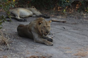 Leeuw in South Luangwa