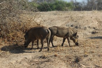 Wrattenzwijnen in South Luangwa