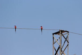 Vogeltjes op de lijn