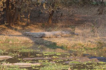 Krokodillen in South Luangwa
