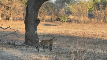 Luipaard in South Luangwa