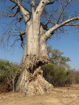 Walking safari in South Luangwa