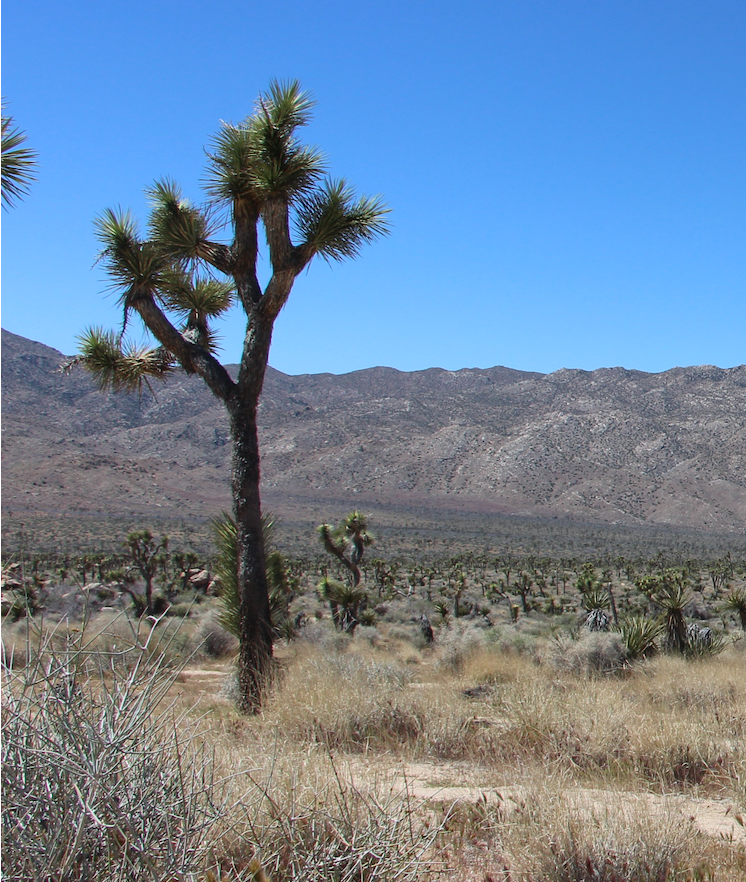 caro_en_joost_joshua_tree